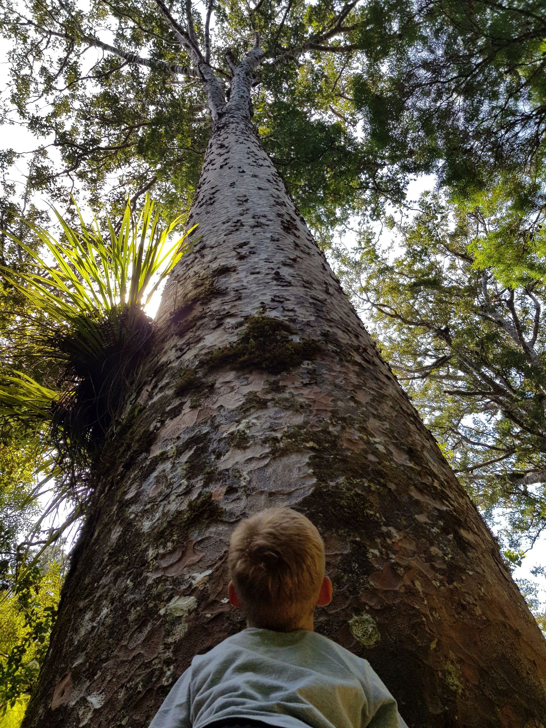 Day 66 – 72 Coromandel and the Northlands