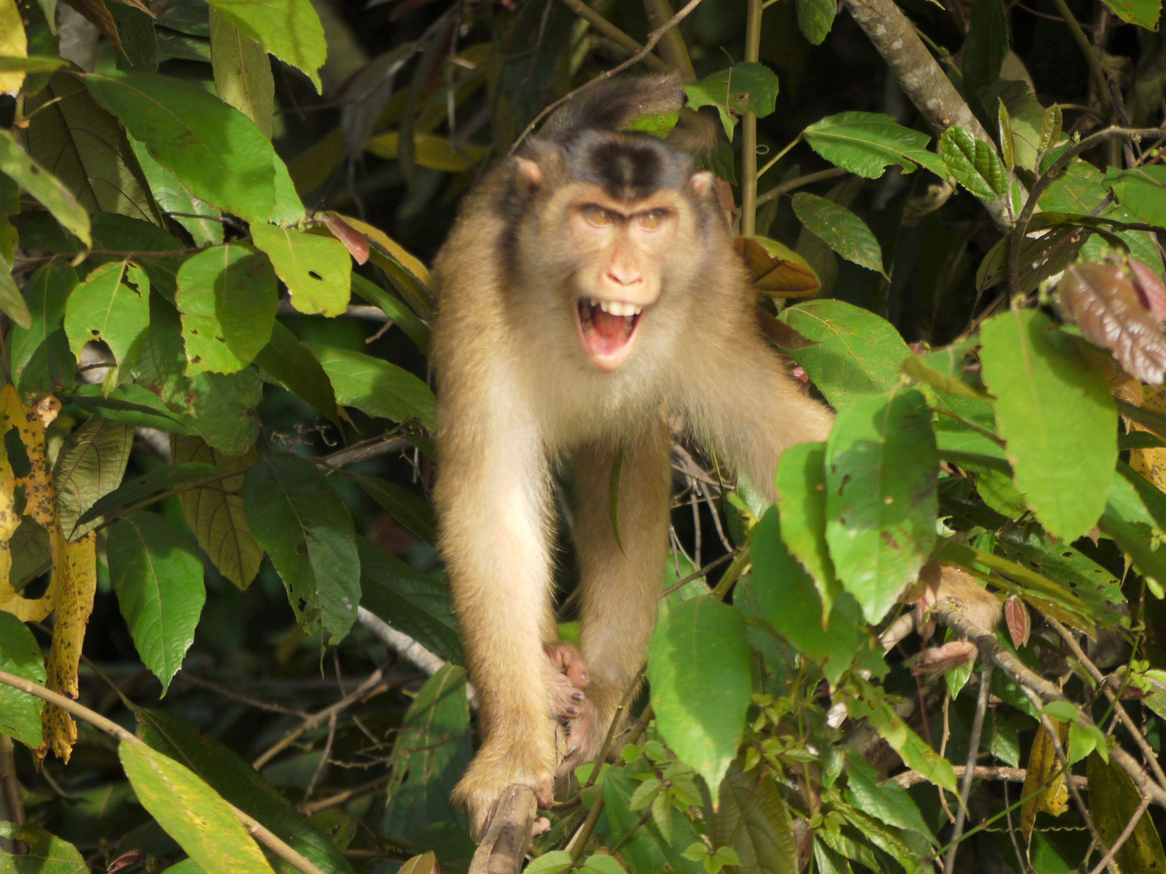 Days 190 – 191 Kinabatangan River