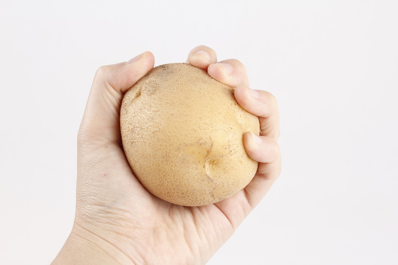 one medium white potato held in hand