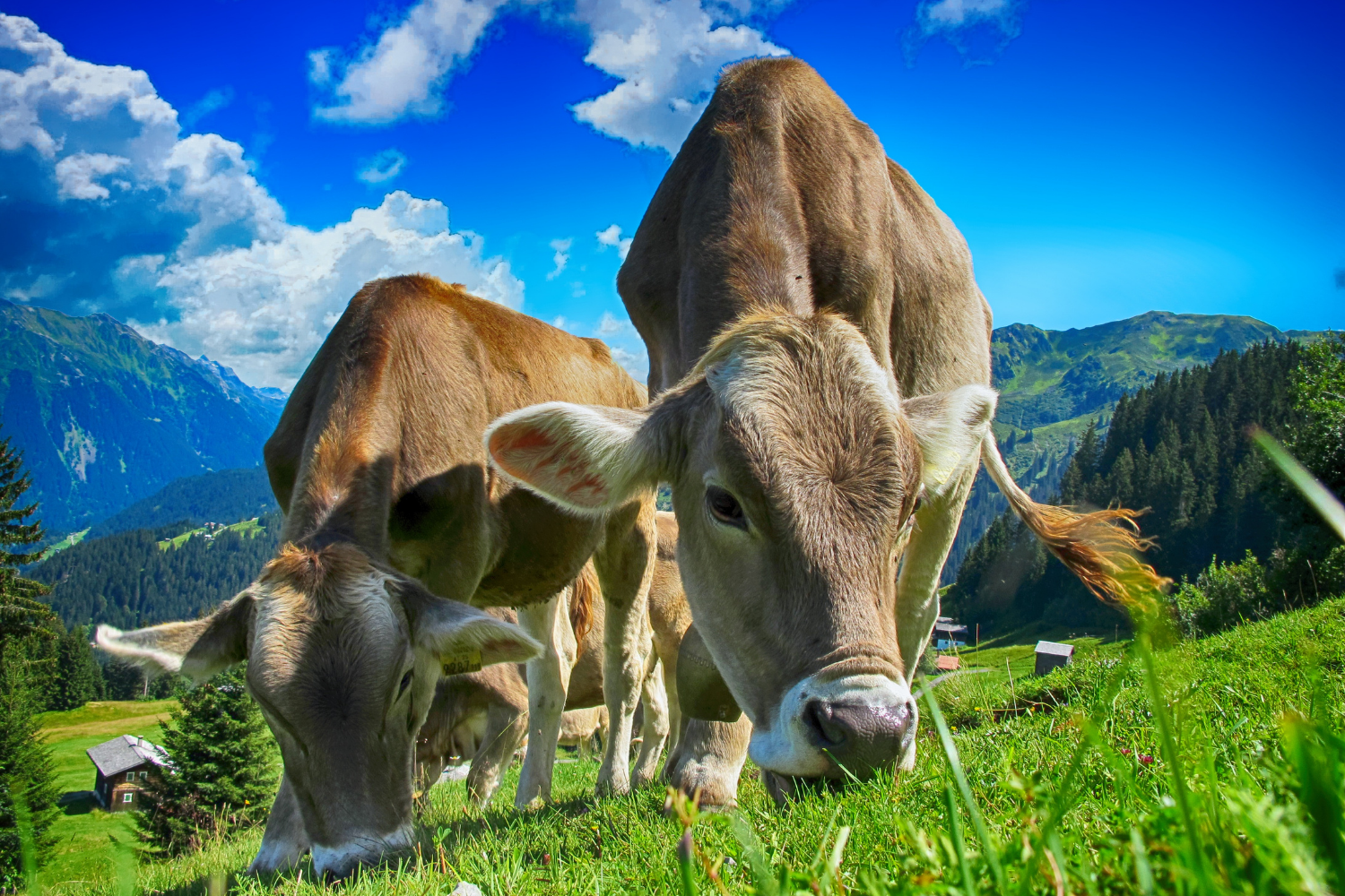 jersey cows with mountains behind