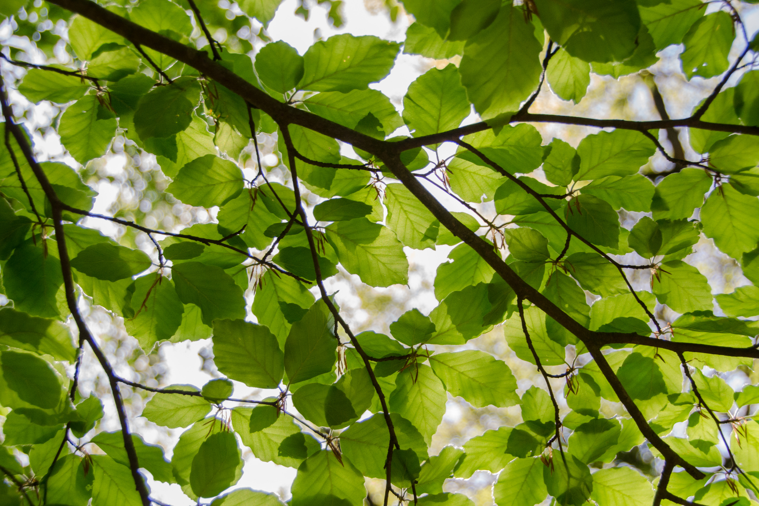 beech tree leaves