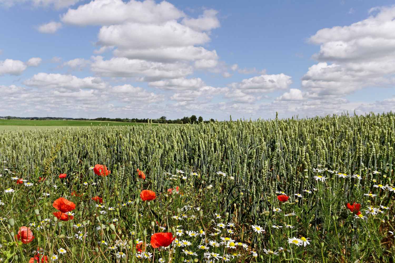 a wheat field with mixed wildflowers growing around the edges, showing good biodiversity on a farm